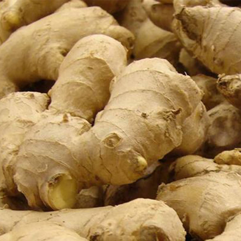 Ginger
