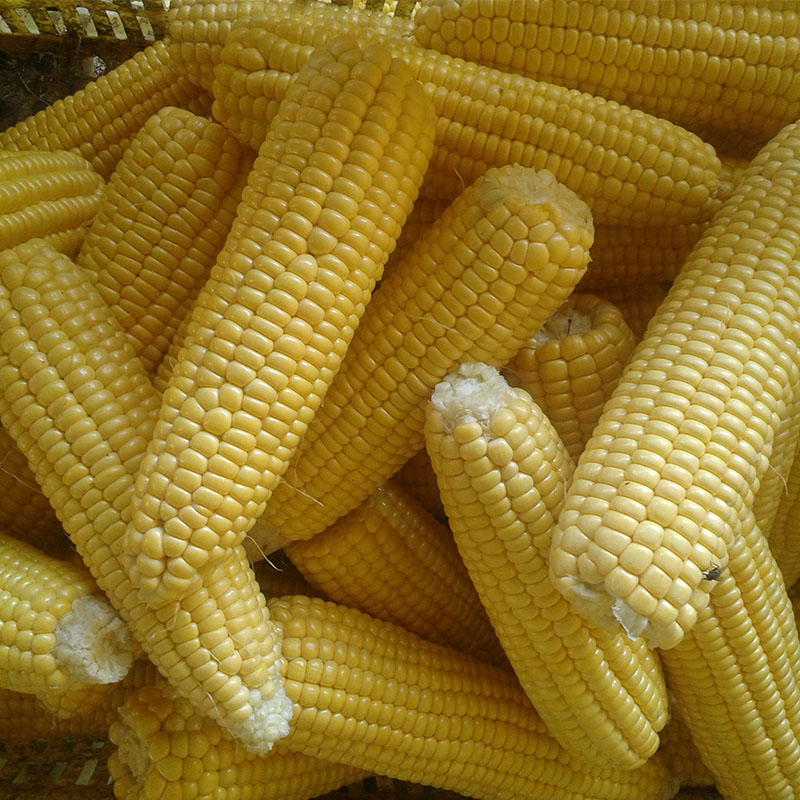 Sweet corn