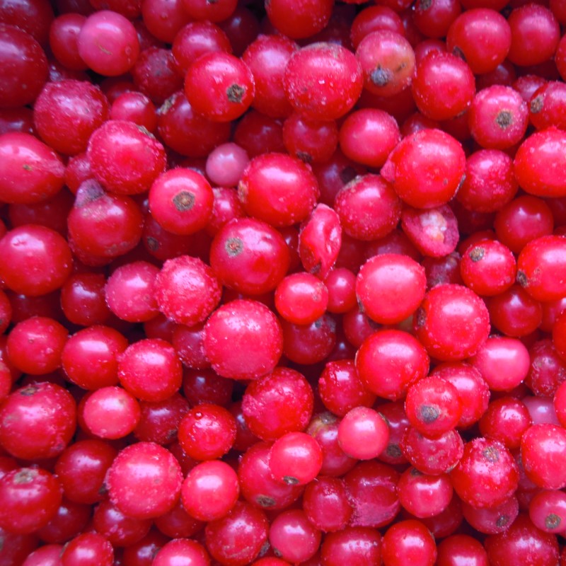 Redcurrant